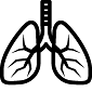 vector image of lungs